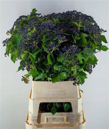 <h4>Vibur Dark Bl Herman</h4>