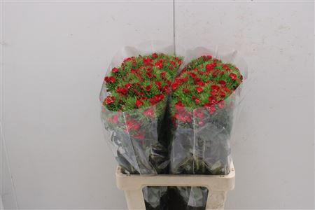 <h4>Di Barb Aldo Red</h4>