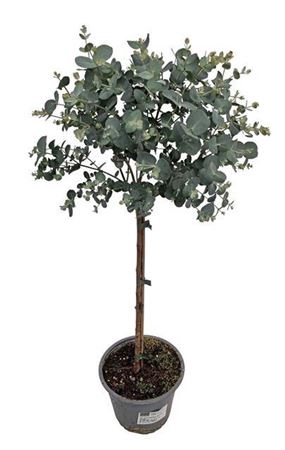 <h4>Eucalyptus Gunnii Stem</h4>