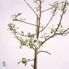 MALUS D GOLDEN DELICIOUS P15