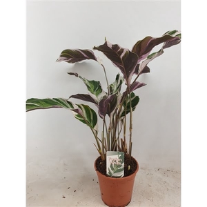 Calathea Fusion White basic