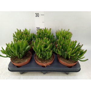 Crassula ovata 'Trompet'