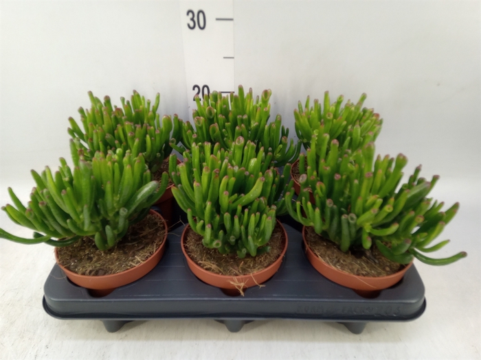 <h4>Crassula ovata 'Trompet'</h4>