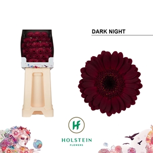 Ge Mi Dark Night