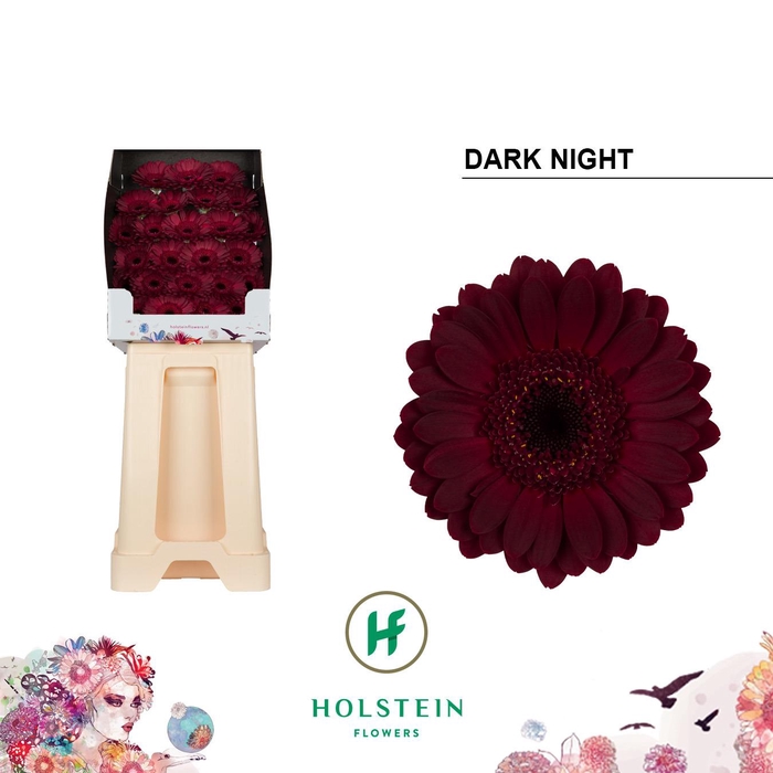 <h4>Ge Mi Dark Night</h4>