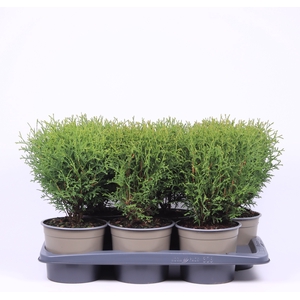 Thuja Occ Tiny Tim