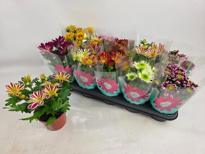 <h4>CHRYS GEM 7 KL</h4>