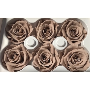 Rose Ines Sand Beige