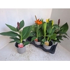 Canna  'Cannova'   ...mix