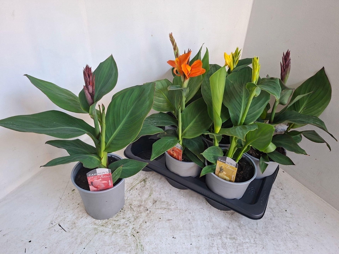 Canna  'Cannova'   ...mix