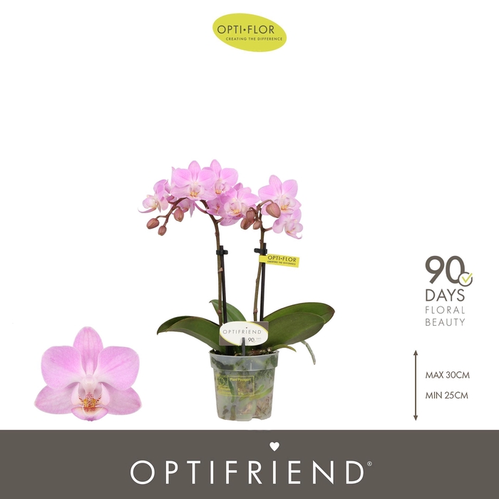 <h4>Optifriend Pink 2 spike</h4>