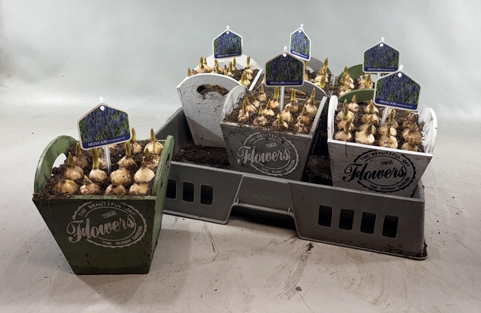 <h4>ARR MUSCARI</h4>