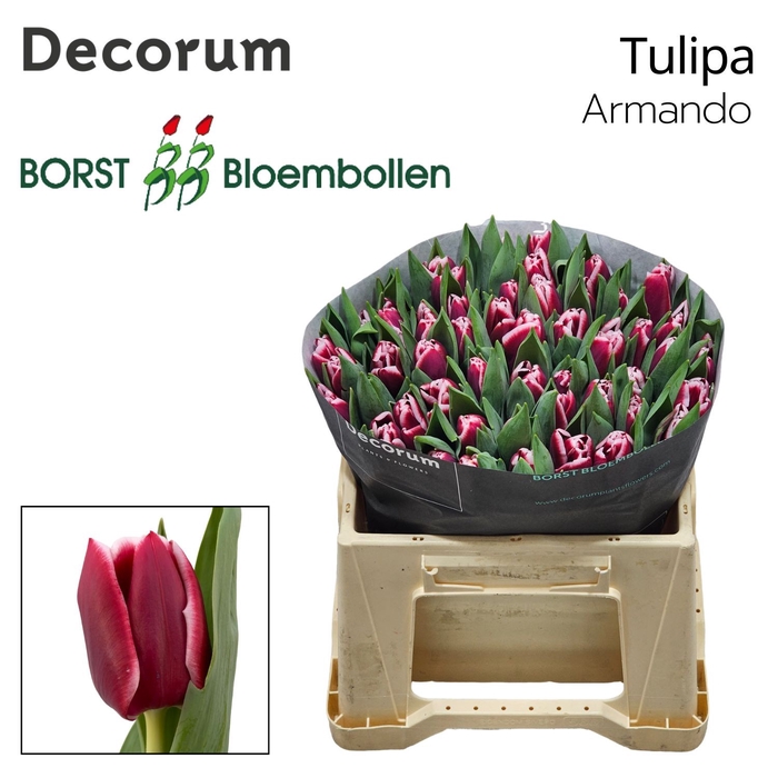 <h4>Tulipa Armando</h4>