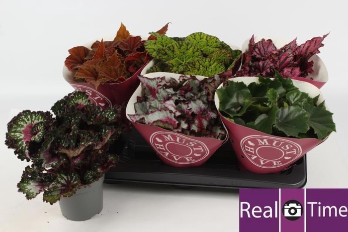 <h4>BEG BEL GEM</h4>