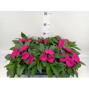Impatiens NG 'Tamarinda Purple'