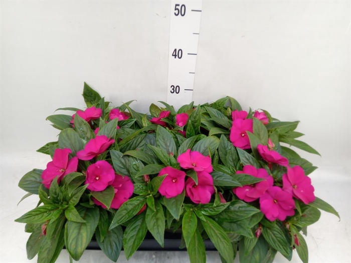 <h4>Impatiens NG 'Tamarinda Purple'</h4>