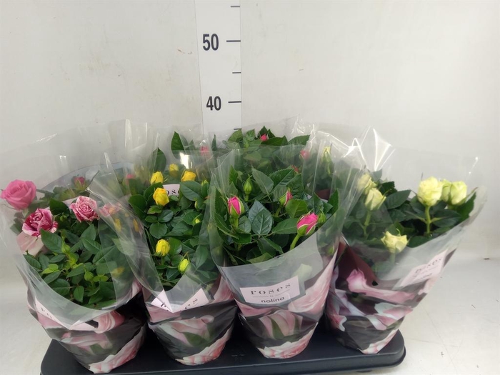 <h4>Rosa  'Patio-Hit'   ...mix 4</h4>