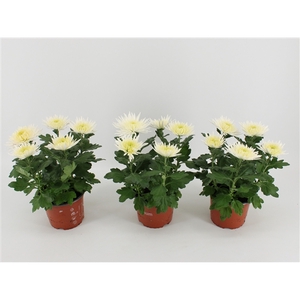 Chrysant Anastasia White