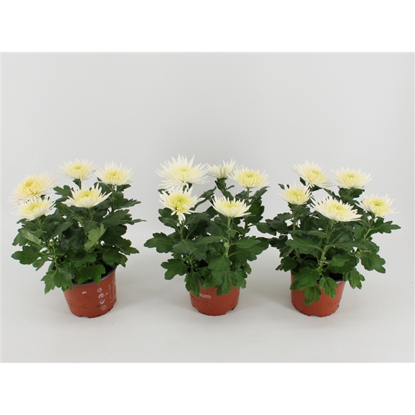 <h4>Chrysant Anastasia White</h4>
