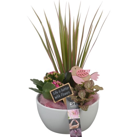 <h4>PTIB6369 Arrangementen kamerplanten</h4>