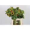 Helianthus Orange Fire