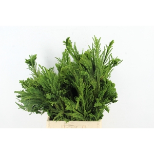 CRYPTOMERIA CRIST MEDIUM