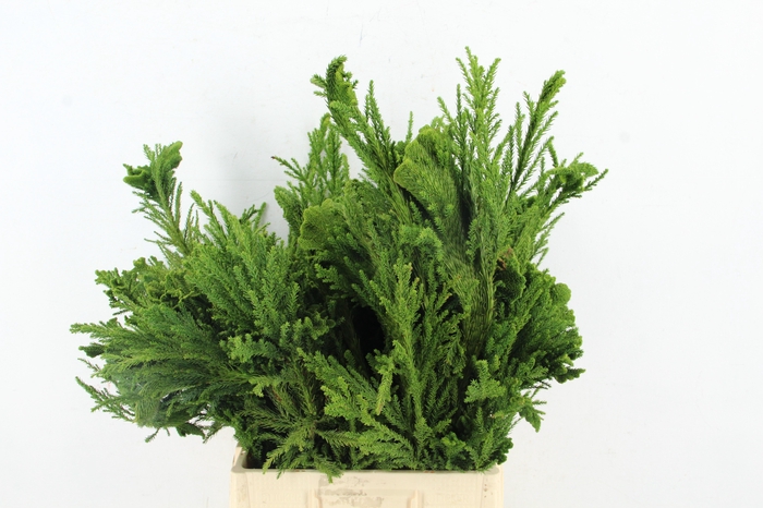 <h4>CRYPTOMERIA CRIST MEDIUM</h4>