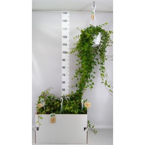 Hedera helix 'Anna'