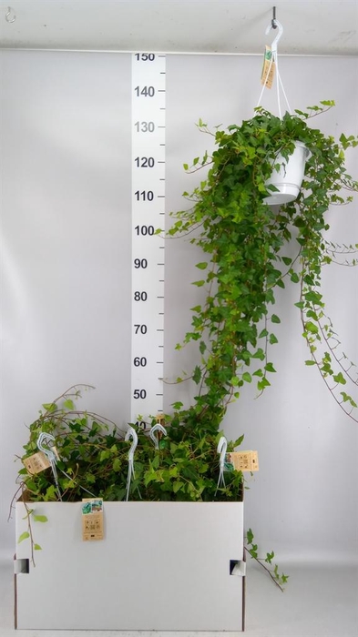<h4>Hedera helix 'Anna'</h4>