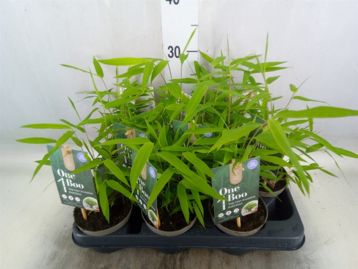 <h4>Fargesia nitida</h4>