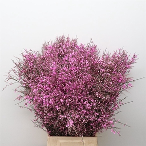 Ginster Cerise P Bunch 400gram