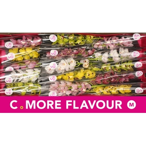 Mini cymbidium 'Mix' 50 cm