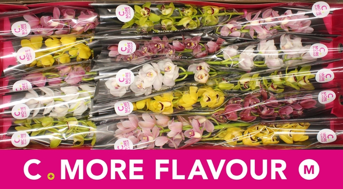 <h4>Mini cymbidium 'Mix' 50 cm</h4>