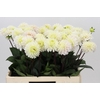 Dahlia White Isa