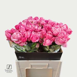 R TR SILVA PINK+