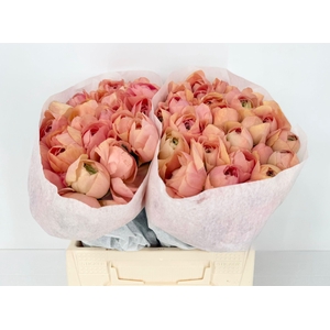 Ran Clooney Gran Pastel