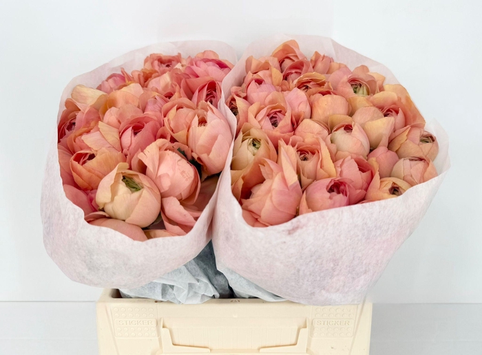 <h4>Ran Clooney Gran Pastel</h4>