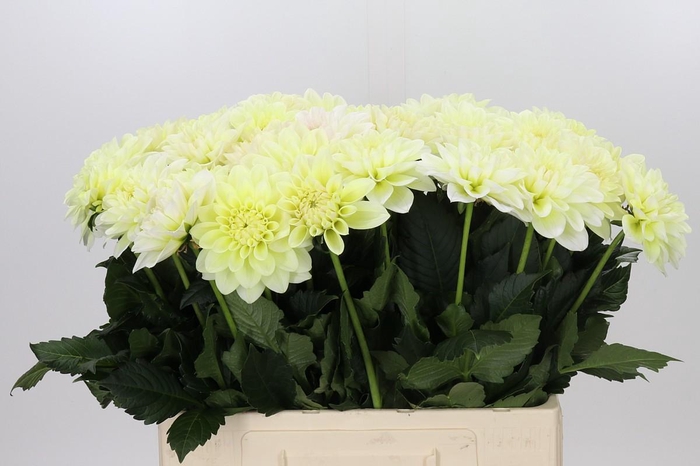 <h4>Dahlia Champagne</h4>