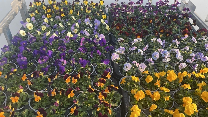 <h4>VIO CO MIXK</h4>