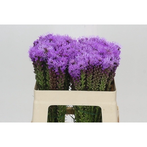 Liatris Spicata