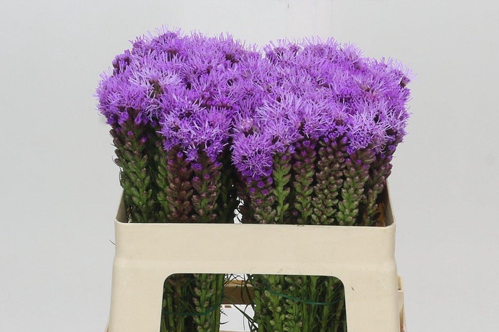 <h4>Liatris Spicata</h4>