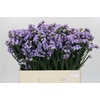 Limonium sinuatum Donau Birds