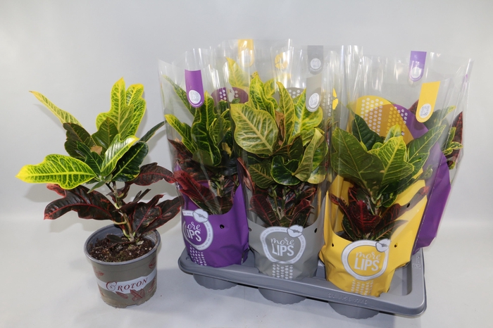 <h4>COD GR EXCELLENT</h4>