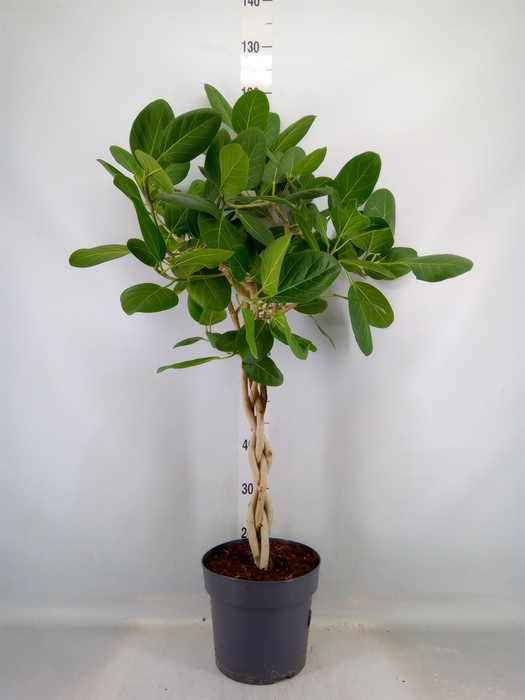 <h4>Ficus benghalensis</h4>