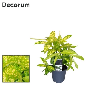 Dracaena Surculosa Mike 12Ø 30cm 6pp