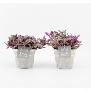 Tradescantia Sweetness 10,5 in Stone Look pot