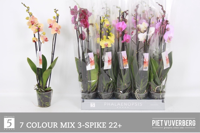 <h4>PHAL GEM 7 KL</h4>