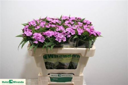 <h4>Di Barb B Lilac</h4>