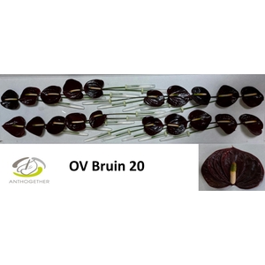 Anthurium Indiana Magic