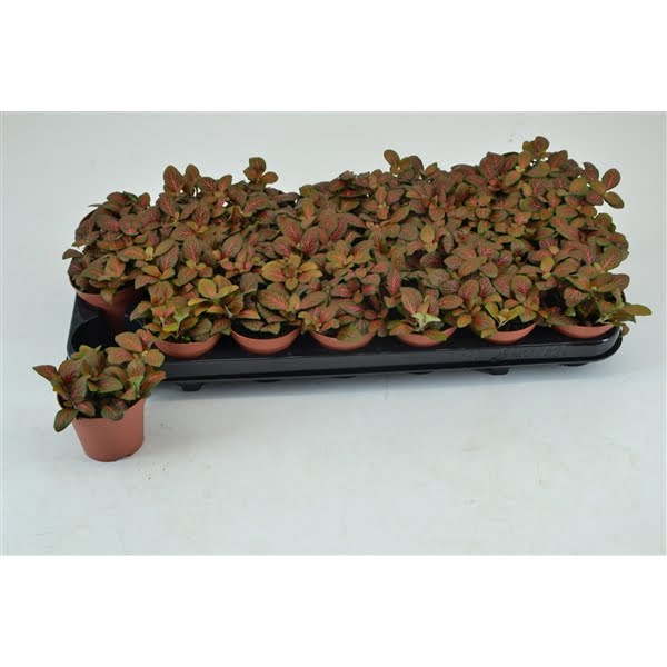 <h4>FITTONIA JOLY JOSAN 8,5 CM</h4>